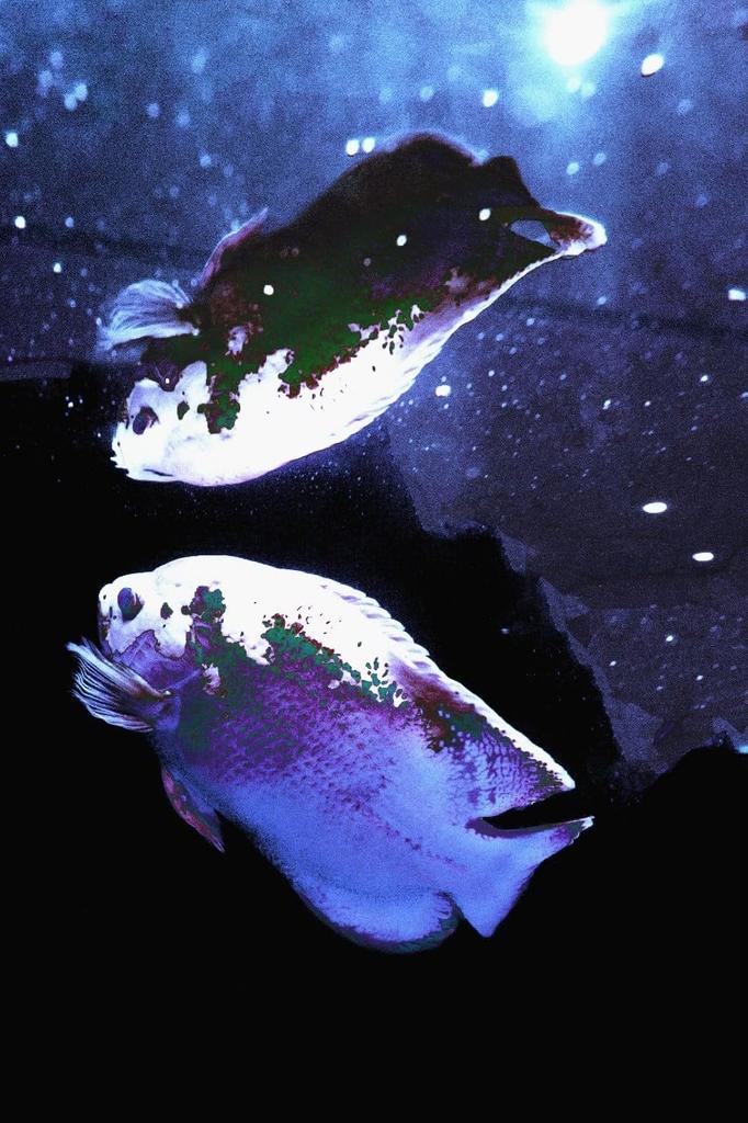 Maruyoshi Senbei Silent Chips 5 pungi cu sigiliu artistic Hane (Aromă de Ume, Set) Angel's +