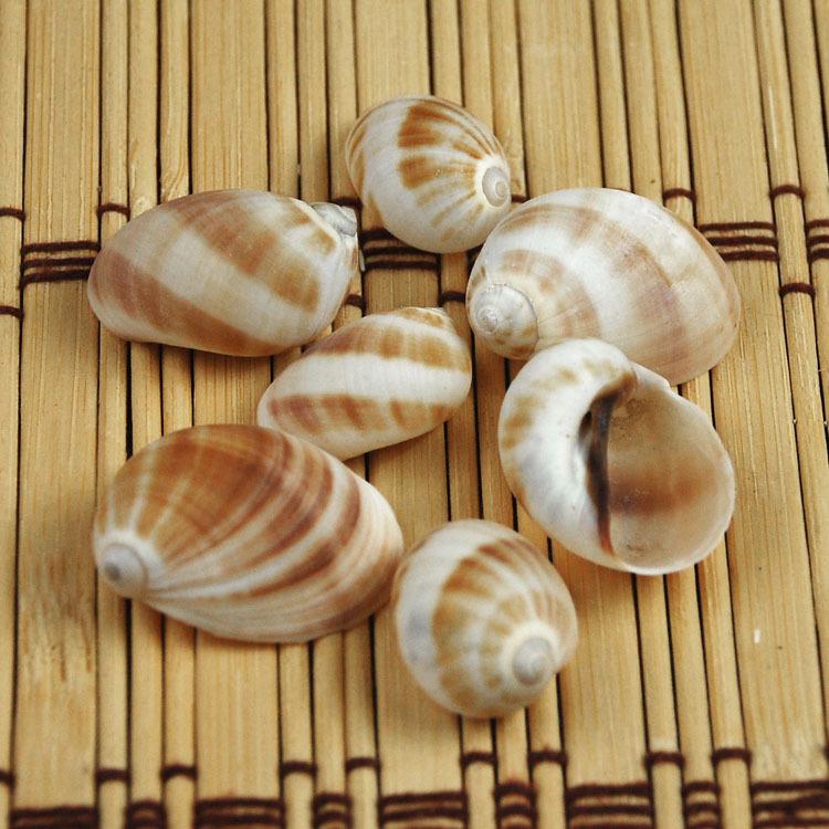 

Jade Belt Cat s Eye Shell Wall Sticker & Floor Stand - Natural Mediterranean Seashell for Home Decor and Hermit Crab Habitat