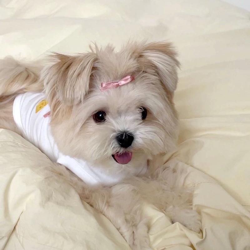 

Japanese and Korean wind puppy dog clothes spring and summer cute bow vest teddy bear thin suspender pet clothes XXL (recommended weight 15-10kg)