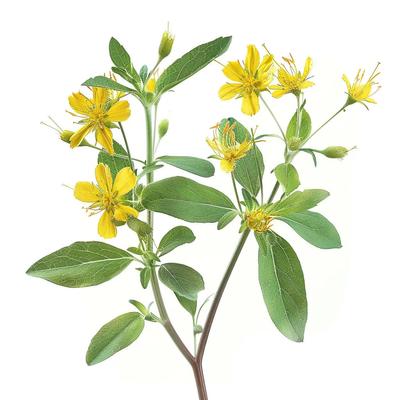 1500 זרעי סנט ג'ון וורט (hypericum androsaemum)