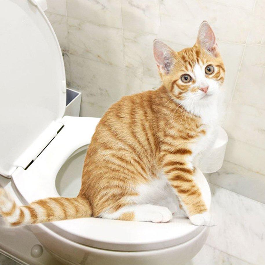 kitty potty training
