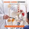 Human Skeleton Model for Anatomy, 71.65" Life Size, Accurate PVC Anatomy Skeleton Model with Ligaments, Movable Arms, Legs & Jaw, with Muscle Origin &