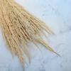 Trzcinnik Piaskowy (Calamagrostis Epigejos) - Bielony