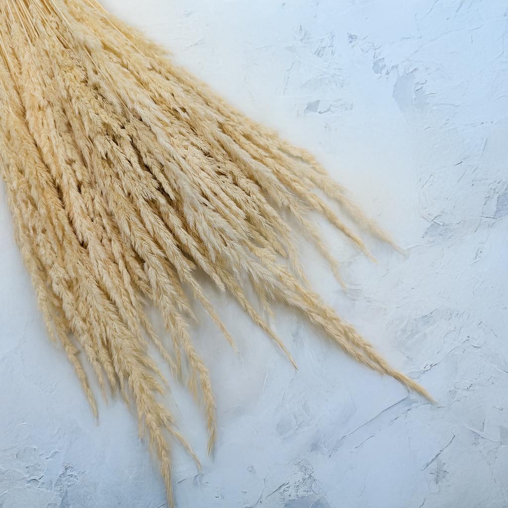 Trzcinnik Piaskowy (Calamagrostis Epigejos) - Bielony