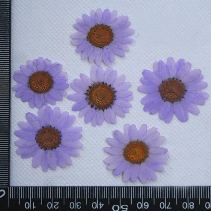 Pressed Flowers for Home Decoration, White Chrysanthemum, Bulk Packing, 1000PCs