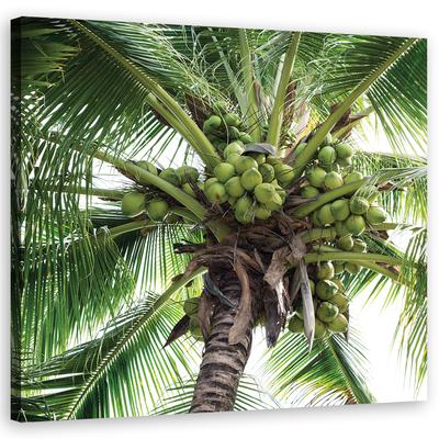 Canvas Print Coconut Palm