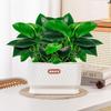 Self Watering Flower Pot Plastic Plant Pots Self Watering Planter Pot Vase For Home Decoration