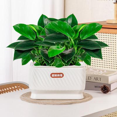 Self Watering Flower Pot Plastic Plant Pots Self Watering Planter Pot Vase For Home Decoration
