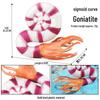 Marine Animal Simulation Models: Jellyfish, Octopus, Sea Shrimp, Sea Anemone, Squid, Horseshoe Crab, Crayfish, Arrowhead