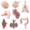 Children'S Simulated Science And Education Cognitive Toys, Brain, Stomach, Heart, Liver, Lungs, Static Ornaments Of Human Organs