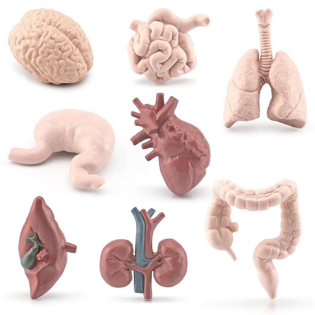 Children'S Simulated Science And Education Cognitive Toys, Brain, Stomach, Heart, Liver, Lungs, Static Ornaments Of Human Organs