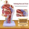 Modello di Anatomia Nasofaringea e Laringea: Dettagliato: Apparato Respiratorio, Gola, Muscoli, Vasi Sanguigni, Nervi e Tiroide.