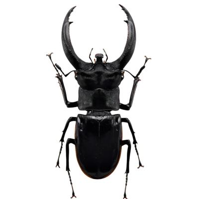 Samling og modeller – Modeller