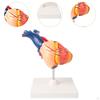 Human Heart Model Anatomical Structure Educational Professional Anatomically Accurate