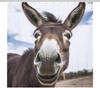 Cute Funny Donkey Shower Curtain for Bathroom, Waterproof Shower Curtain with 12 Hooks, Modern Bath Curtains for Tub, Shower,