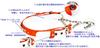 BuckettS Mayfair Line Half Chalk Chain Collar S Size White/Orange [Collar]