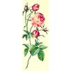 Canevas antique Rose 25x60cm