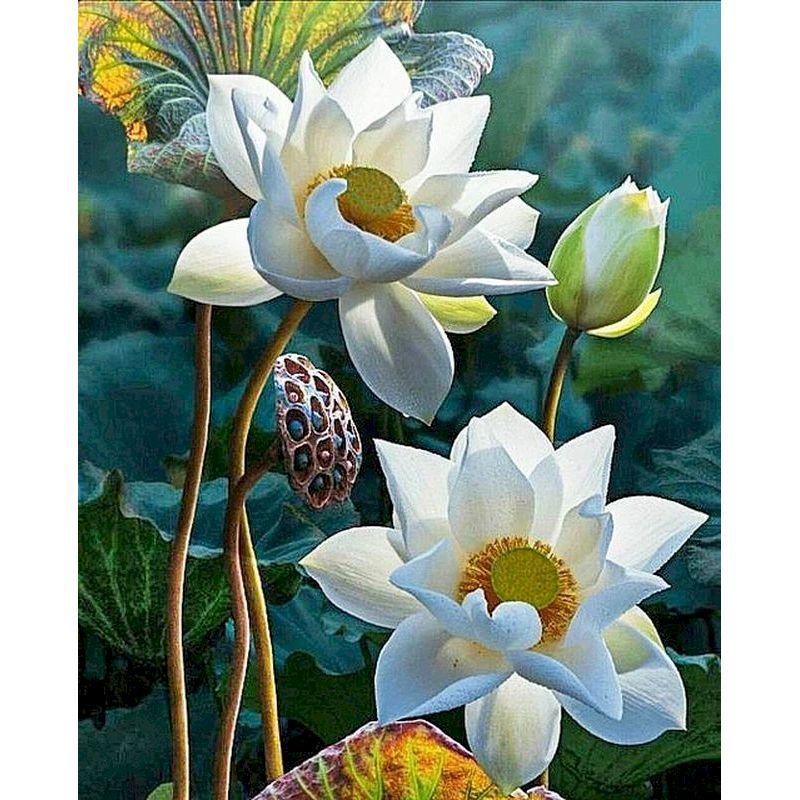 

GATYZTORY 60x75cm Painting By Numbers For Adults Lotus DIY Pictures Of Numbers Handicraft Painting Drawing On Canvas Unique Gif 20x30cm No Frame