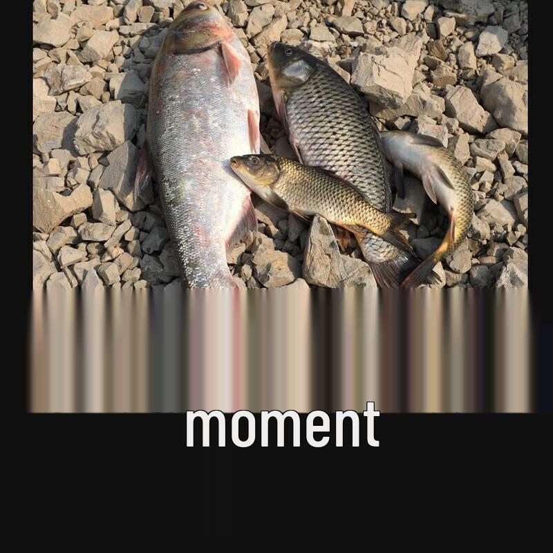 Brangdy Carbon Fishing Rod Set