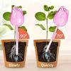 1/2PCS Pomegranate Flower Watering Machine Glass Creative Modeling Watering Machine Pot Lazy Watering Machine