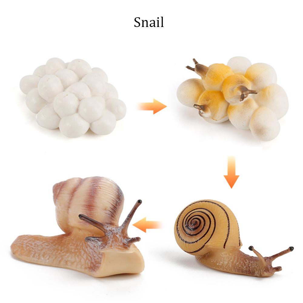 Kids Toy Life Cycle Chicken Dragonfly Simulation Model Figurine Animals Growth Cycle