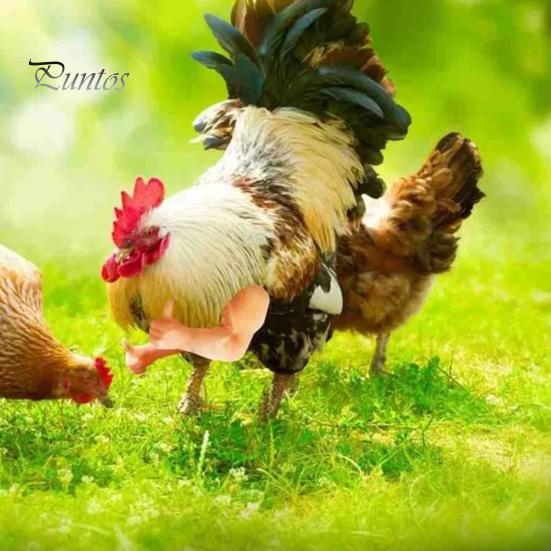 Costume De Bras De Poulet Imprimé Amusant Pour Animaux De Compagnie