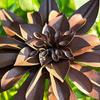 Vintage Iron Flower Plugin, Rustic Garden Decor with Realistic 3D Layered Petals, Weather-Resistant Metal Plant Stakes, for Yard, Lawn & Pots