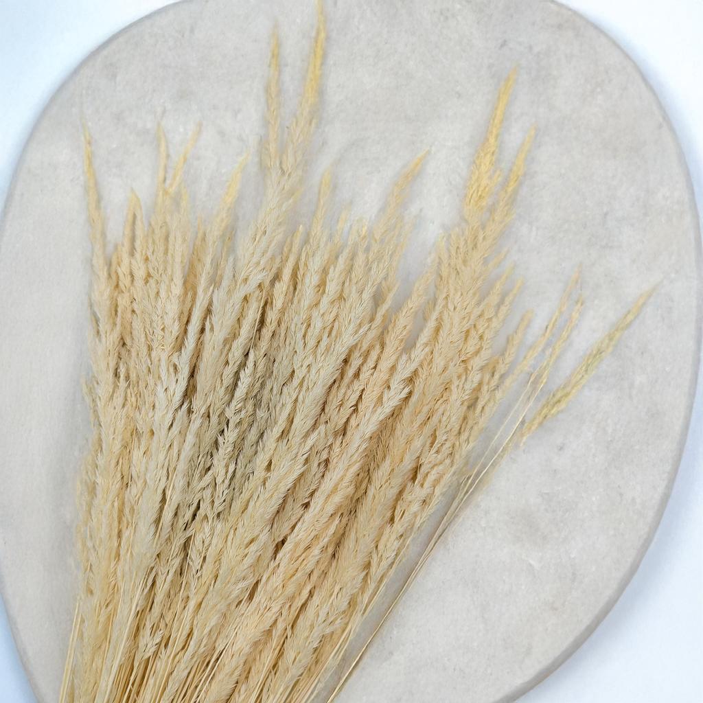 Trzcinnik Piaskowy (Calamagrostis Epigejos) - Bielony