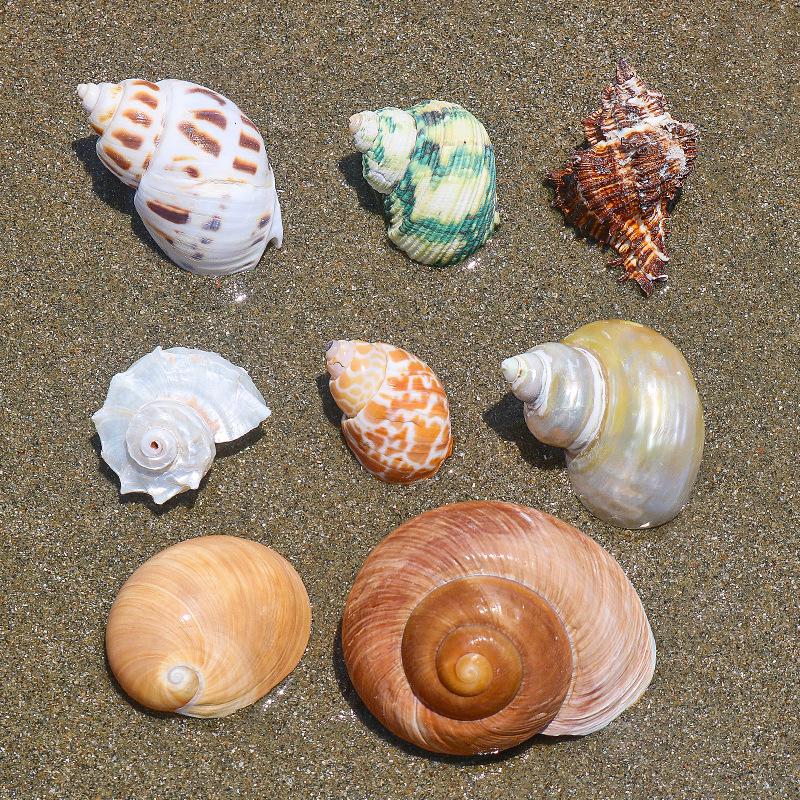 Handmade Natural Seashell Conch & Starfish Frame for DIY Fish Tank or Landscaping