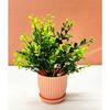 Plastic 6 Packs Fake Plants Small,Mini Artificial Plants Indoor For Home Farmhouse Bathroom Shelf Décor(Height : 17Cm,Pink)