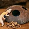 Reptilien Unterschlupf Kokosnuss Höhle Schildkröte Kokosnuss Höhle Reptilien Versteck Höhle Natürliche Kokosnussschalen Schildkröten Aquarium Versteck Haus Dekoration