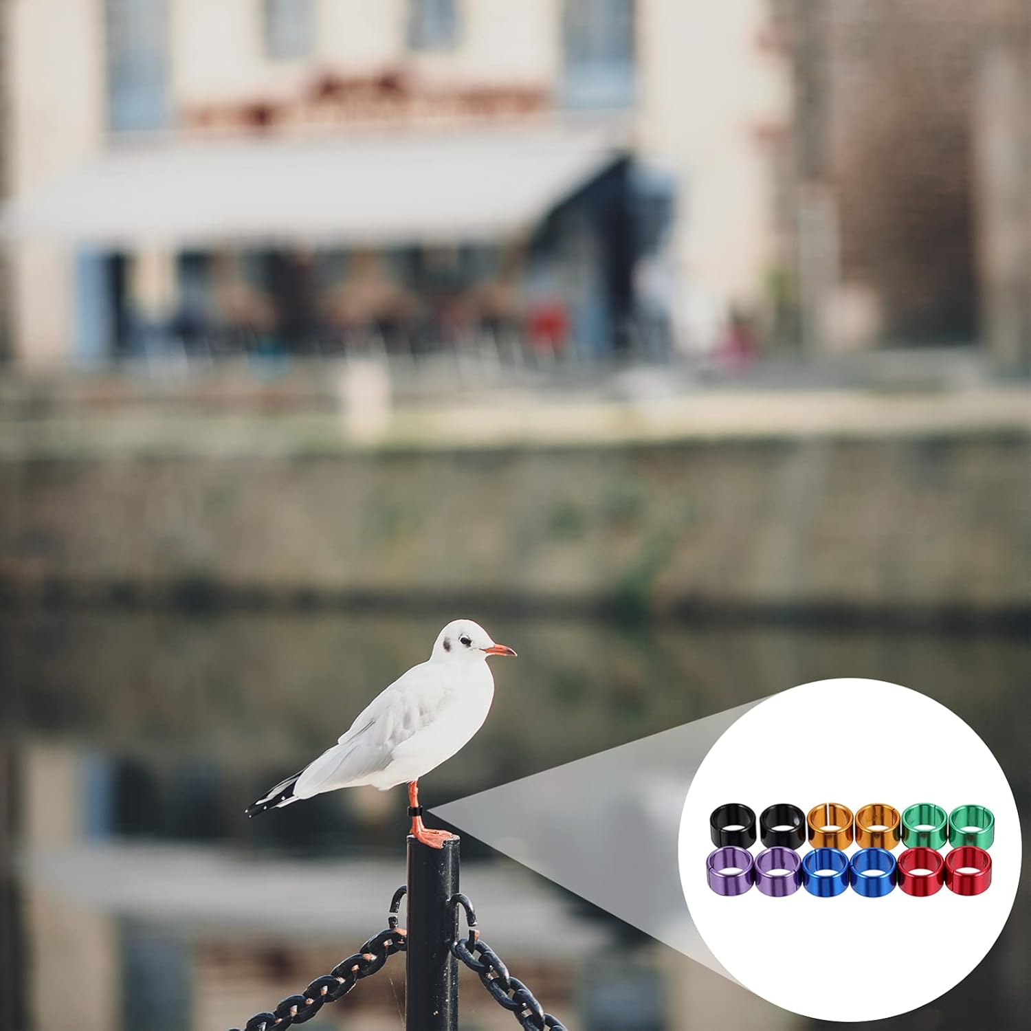 

Бирки 12 шт Утки Пустые Домашняя птица Бойцовая птица Неразлучники Индейка Гусь Голубь Голубь Кольца Браслеты Клипса для цыпленка: Голуби Цвета Попугай Металл Гоночный Зяблик Нога