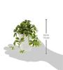 KI Japan Interior Green Artificial Photocatalytic Fake Green KU Sugar Vine White Ceramic Square Plants, (14cm tall, Pot)