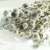 Blue Planet Dried Blue Thistle Flower Bouquet for Wedding, Arrangement, Home or Living Room Decor