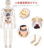 YoXinKau Human Anatomy Model Toy, Kids' Toy, Human Anatomy Model with Removable Internal Organs, Anatomy Model Set for Kids, Educational Aid, Assembly