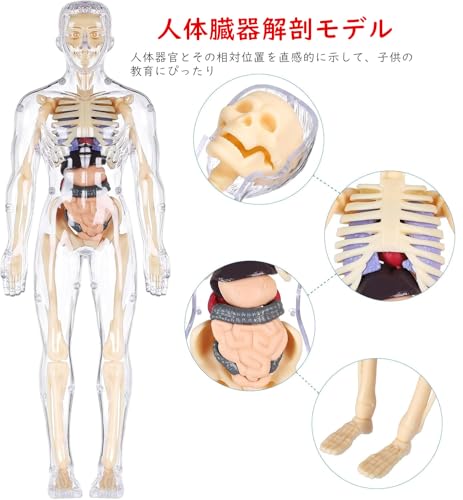 YoXinKau Human Anatomy Model Toy, Kids' Toy, Human Anatomy Model with Removable Internal Organs, Anatomy Model Set for Kids, Educational Aid, Assembly