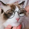 Reflective Cat Sunglasses Stylish Eyewear for Dogs and Kittens Comfortable Pet Accessories for Small Pets