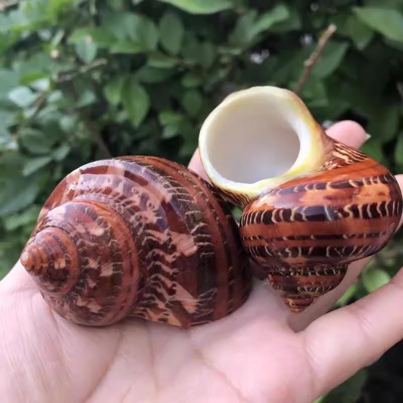 Natural Conch Seashells for Hermit Crabs - Free Shipping, Aquarium Decorations, Water Hardness Regulator