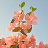 Artificial Bougainvillea Speetabilis Realistic UV Resistant Fake Silk Flower Indoor Outdoor Garden Wedding Party Faux Bloom Decoration