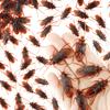 10Pcs Prank Fake Roaches Model Simulation Rubber Cockroach Bug Plaything Playful Trick Joke Toys Plastic Bugs Present For Kids Creepy Decoration