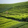 250g Green Tea Organic Early Spring Huangshan Maofeng Tea  China Tea
