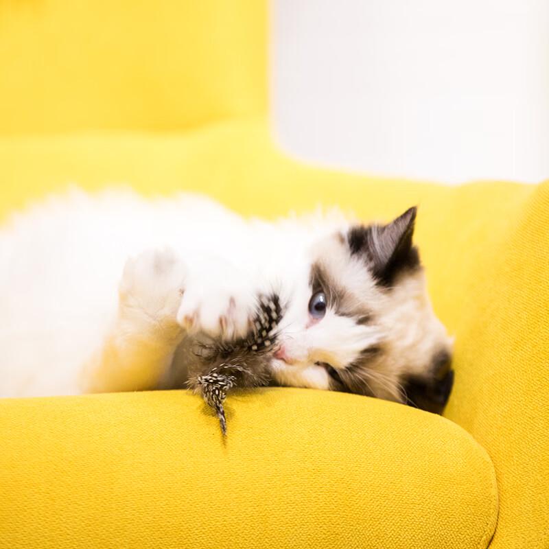 Interactive Feather Cat Teaser Toy with Dental Chew
