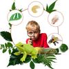 Insects Life Cycle Kit Stages of Insect with Wooden Tray Educational School Project for Kids