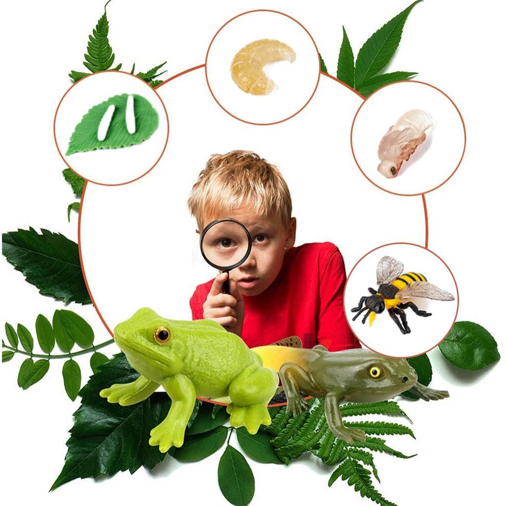 Insects Life Cycle Kit Stages of Insect with Wooden Tray Educational School Project for Kids