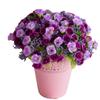 15 Head Real Happy Flower Mini 6 Colors Valentine's Day Flowers Photography Photo Gift Rose Flowers Decorative Home Decorative