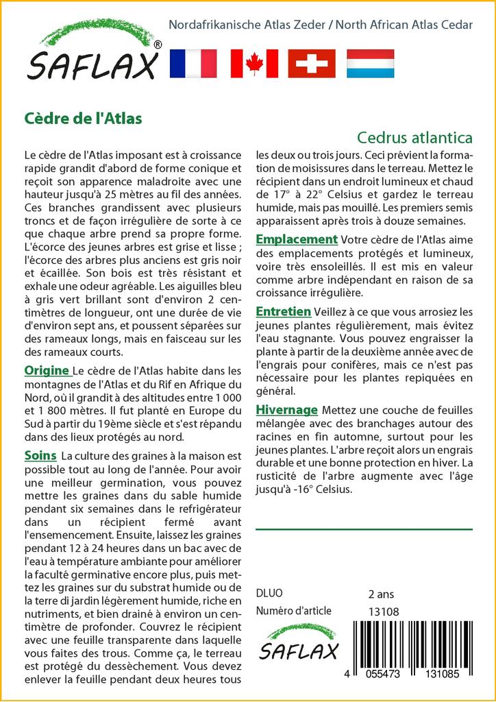 SAFLAX North African Atlas Cedar - 20 Seeds - Cedrus Atlantica
