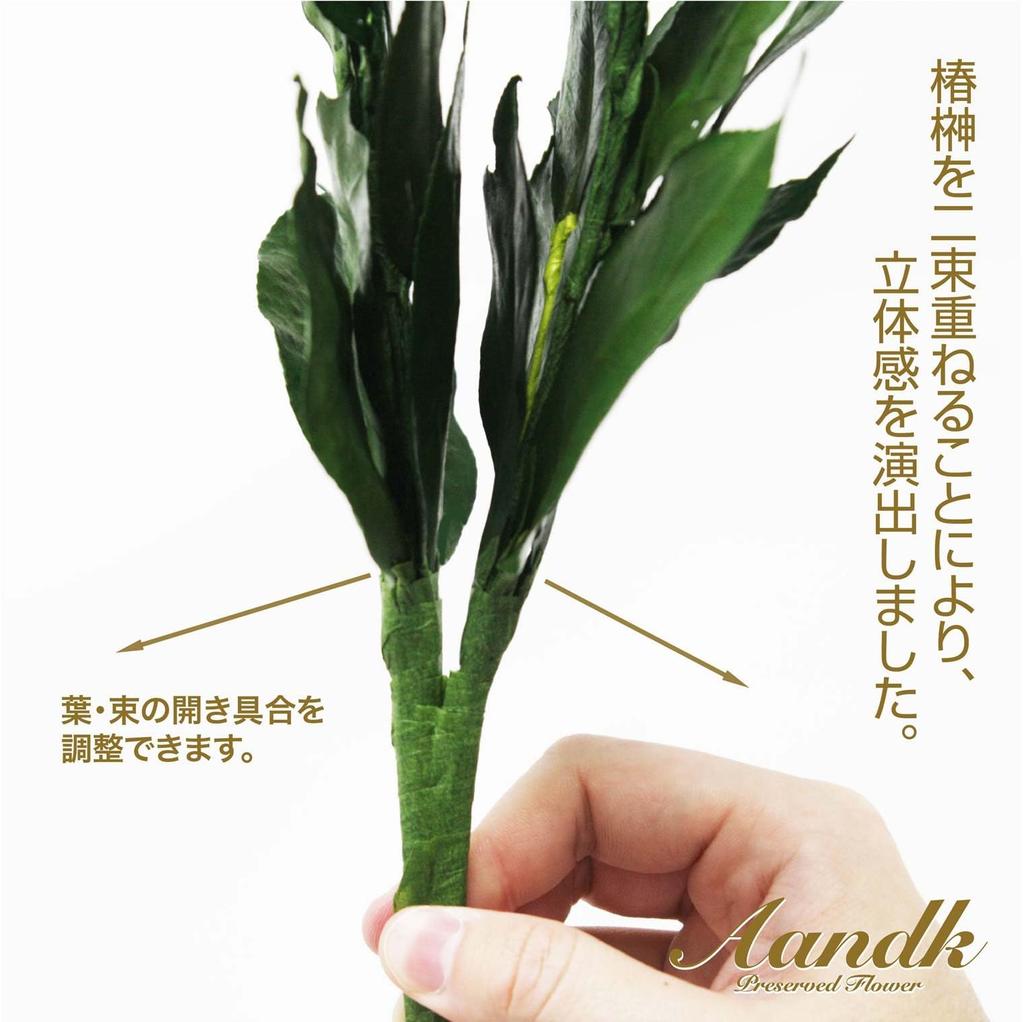 A&K Special Preserved Sakaki Trees (MV), Pair, Made In Japan, Medium Size, Approximately 34cm Tall X 14cm Wide, Maintains Beauty, No Water Changes