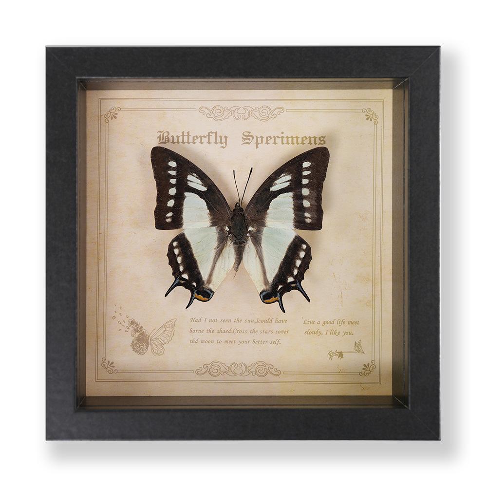 Green Banded Swallowtail Butterfly Specimen Decorative Painting - Real Insect for Display