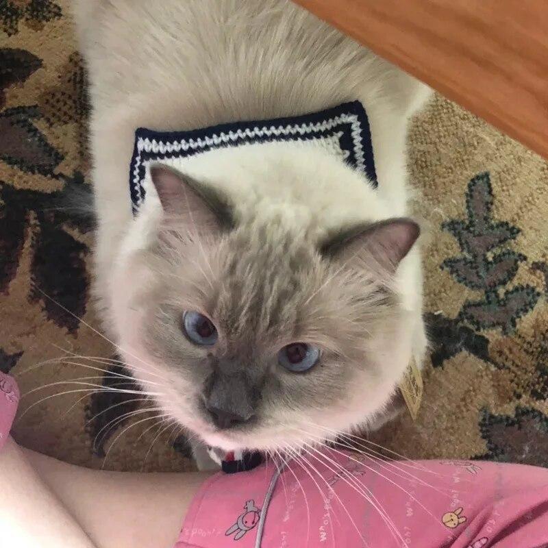 DIY Pletení z vlny Horký prodej Jednoduchá Móda Kočka Štěně Sváteční Dekorativní Šátek Dětská Mašlička