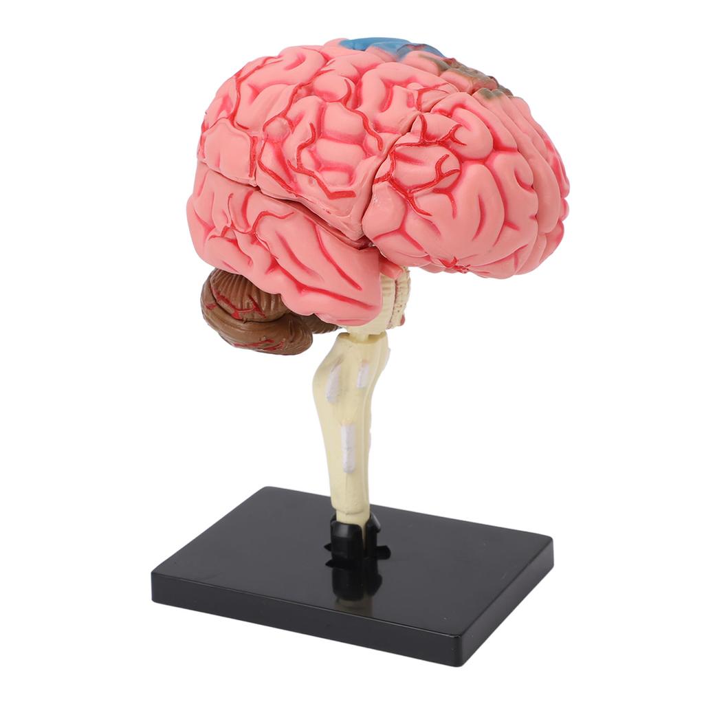 Gehirnmodell Neuroanatomie Struktur Lehrmittel Menschliches Gehirn Anatomisches Modell mit Basis für Bildung Ausstellung